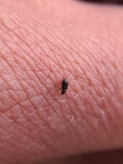 Dryophilus pusillus