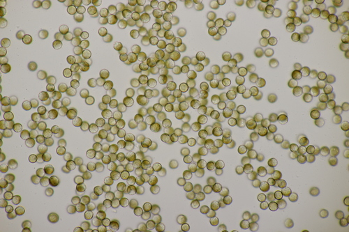 Ustilago perennans
