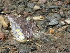 Lieinix nemesis nemesis