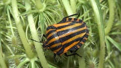 Graphosoma lineatum siciliensis