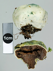 Rossbeevera pachydermis