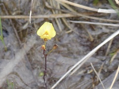 Utricularia ochroleuca