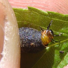 Neochlamisus bimaculatus