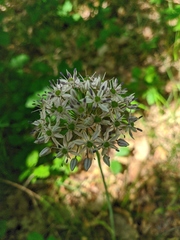 Allium decipiens quercetorum