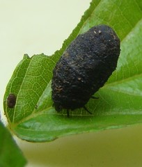 Neochlamisus bimaculatus