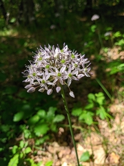 Allium decipiens quercetorum