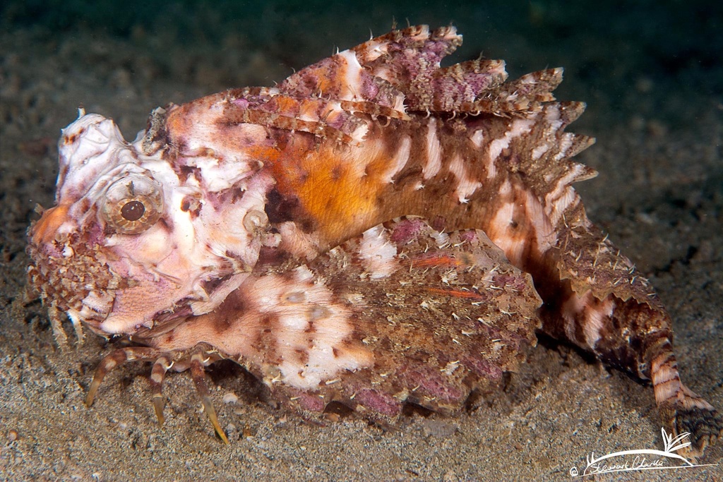 Orangebanded stingfish (Choridactylus multibarbus) — Synanceiidae