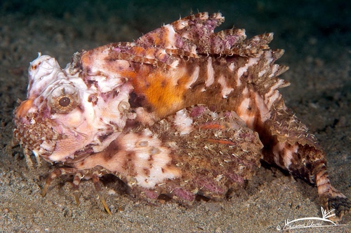 Orangebanded stingfish (Choridactylus multibarbus) — Synanceiidae