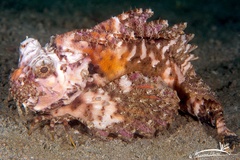 Choridactylus multibarbus