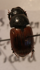 Aphodius