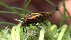 Graphosoma lineatum siciliensis