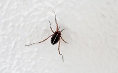 Zachaeus crista