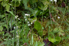 Arabis eschscholtziana