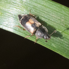 Nitidula flavomaculata