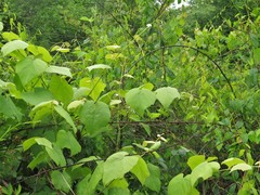Vitis cinerea cinerea