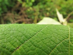 Vitis cinerea cinerea