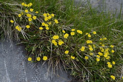 Helianthemum oelandicum