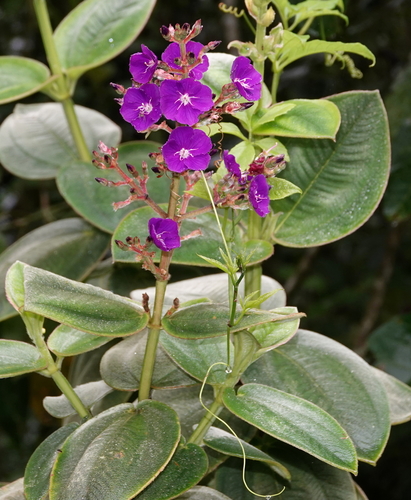 Pleroma heteromallum