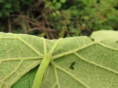 Vitis cinerea cinerea