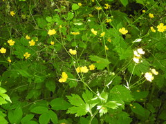 Ranunculus lanuginosus