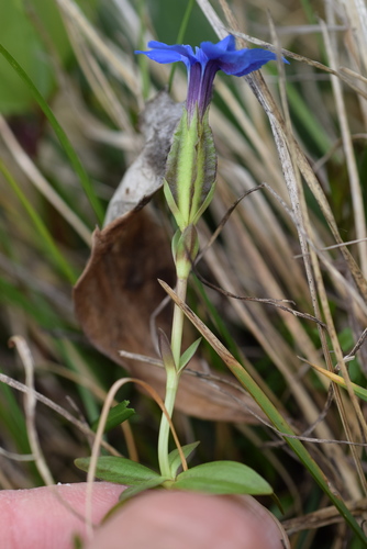 spring gentian