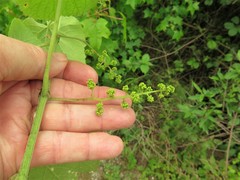 Vitis cinerea cinerea