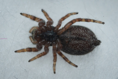 Dendryphantes rudis