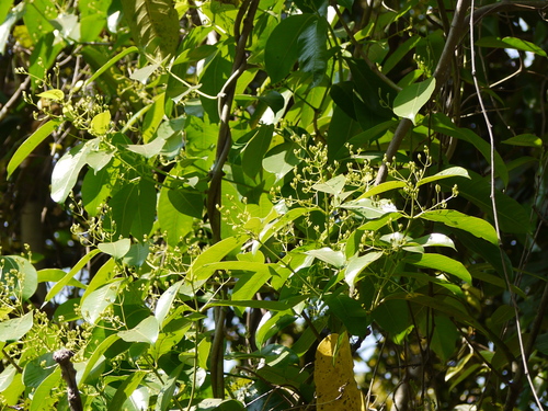 Anodendron parviflorum (Anodendron parviflorum)