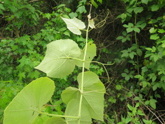 Vitis cinerea cinerea