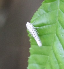 Yponomeuta multipunctella