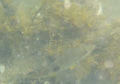 Notolabrus celidotus