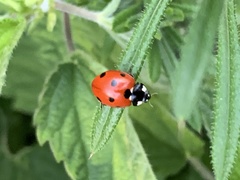 Coccinella septempunctata