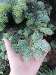 Picea