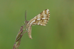 Narraga fasciolaria