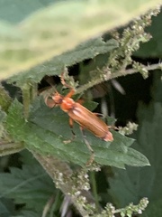 Cantharis livida