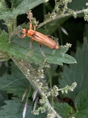 Cantharis livida