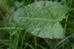 Rumex arifolius