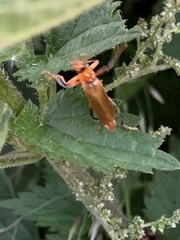 Cantharis livida