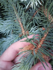 Picea