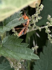 Cantharis livida