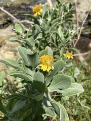 Borrichia frutescens image