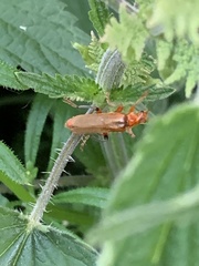 Cantharis livida