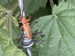 Cantharis livida