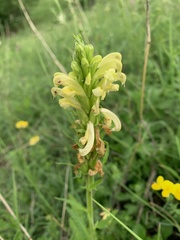 Pedicularis sibthorpii
