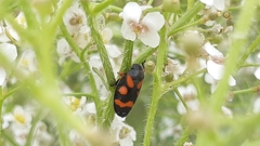 Cercopis intermedia