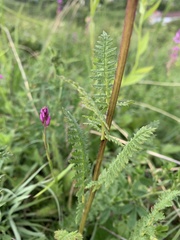 Pedicularis sibthorpii
