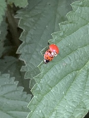 Harmonia axyridis