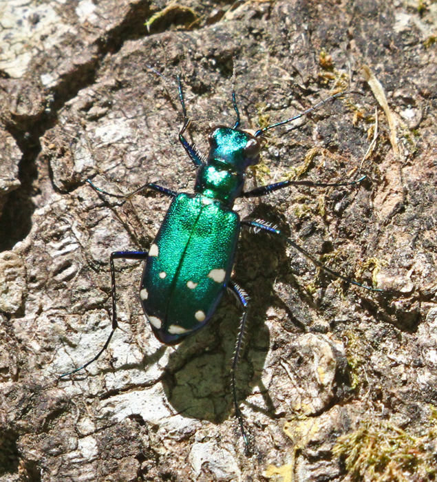 Six-spotted Tiger Beetle from Brazos County, TX, USA on April 11, 2021 ...