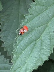 Harmonia axyridis