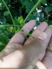 Coleoptera